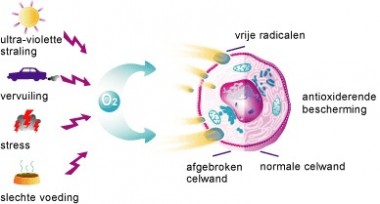 antioxidanten-en-vrije-radicalen-380×204